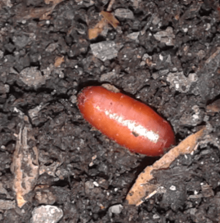 Muscoidea: cfr. Phaonia trimaculata (Muscidae)